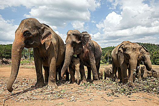 亚洲象,象属,大象孤儿院,中央省,斯里兰卡,亚洲