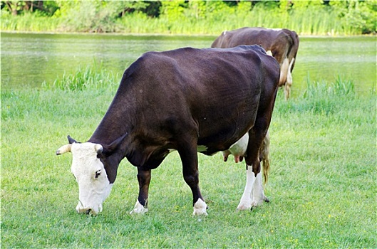 母牛