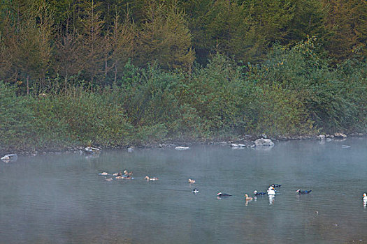 湖,水面,雾气,蒸腾,白雾,水蒸气,缥缈,仙境,灵性,家禽,鸭子,鹅,游动,自在,安静,自然,风光