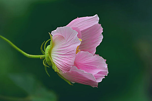 花朵