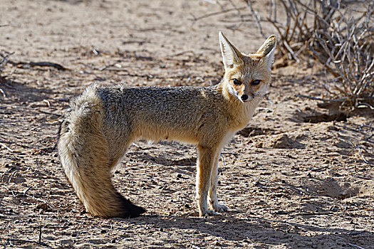 角狐,狐属,成年,女性,卡拉哈迪大羚羊国家公园,北开普,南非,非洲