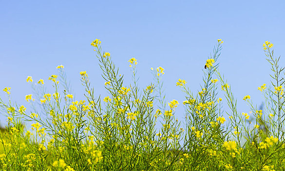 蓝天背景,油菜花