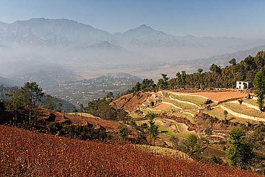 风景,梯田,乡村,靠近,尼泊尔,亚洲