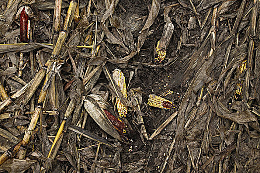 俯视,干燥,玉米,茎,地上,安大略省,加拿大