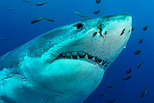 大白鲨,沙鲨属,瓜达卢佩,墨西哥,水下