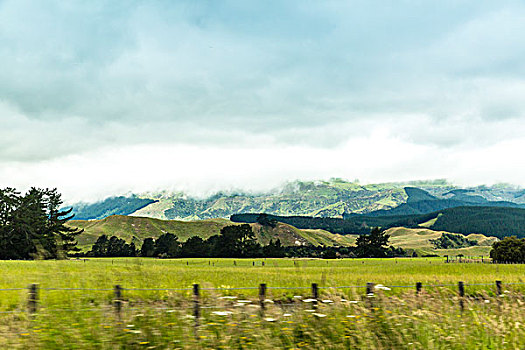 新西兰牧场疾驶