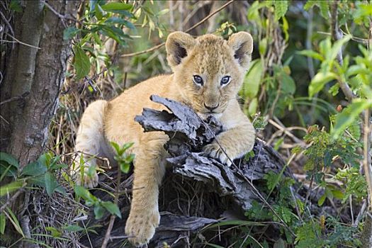 非洲狮,狮子,6-7岁,星期,老,幼兽,休息,原木,脆弱,马赛马拉国家保护区,肯尼亚