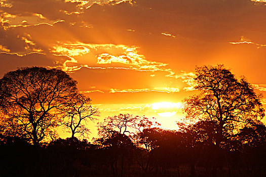 日落,潘塔纳尔,南马托格罗索州,巴西,南美