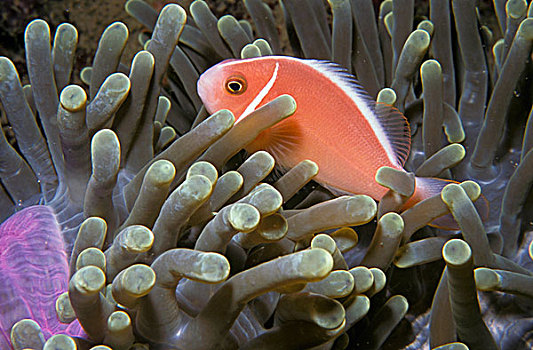 粉红海葵鱼,华美,海葵,公主海葵,闲适,苏拉威西岛,印度尼西亚