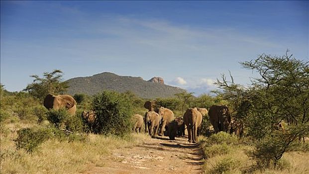 牧群,非洲,灌木,大象,非洲象,萨布鲁国家公园,肯尼亚,东非