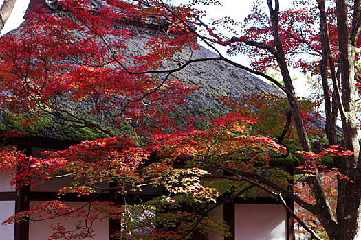 日本京都岚山常寂光寺