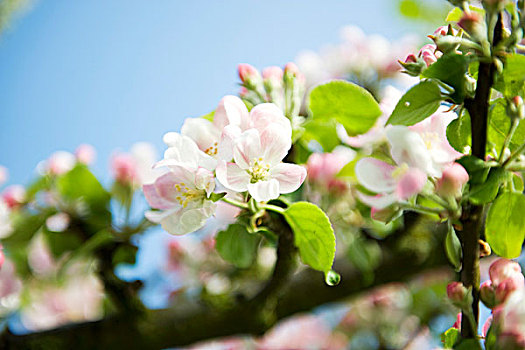 苹果花,枝条