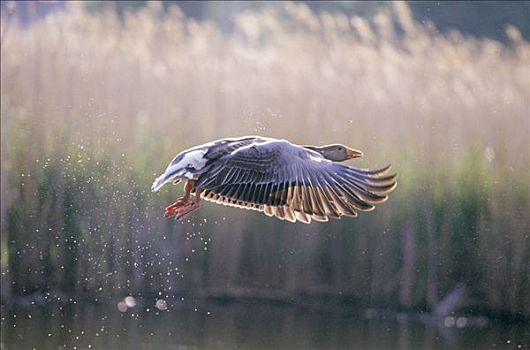 灰雁,起飞,湿地,欧洲