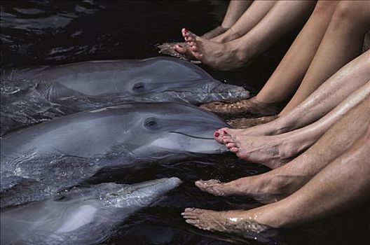 宽吻海豚,群体,搔痒,游客,脚,海豚,追求,夏威夷