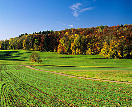 地点,秋天,靠近,巴登符腾堡,德国,欧洲