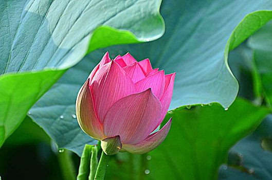 雨后荷花