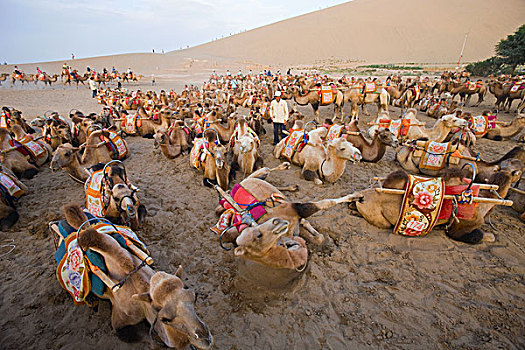 骆驼,骑,沙丘,掸邦,敦煌,丝绸之路,甘肃,中国