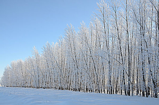 新疆雪景