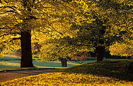 树,秋天,彩色,公园,沃里克郡,英格兰,英国,欧洲