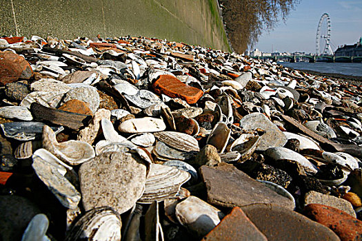 壳,鹅卵石,前滩,泰晤士河,退潮,威斯敏斯特,伦敦,英国,伦敦眼,罐,看,远处,远景