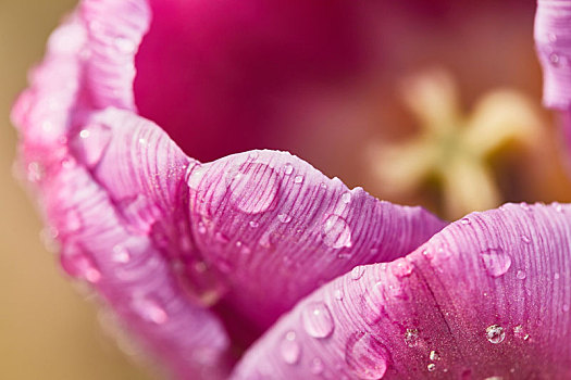紫色粉色花瓣水滴特写