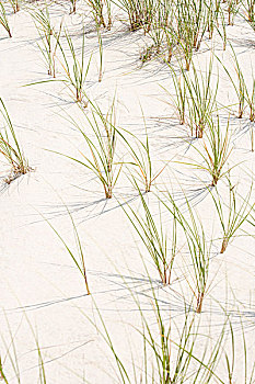沙子,滨草