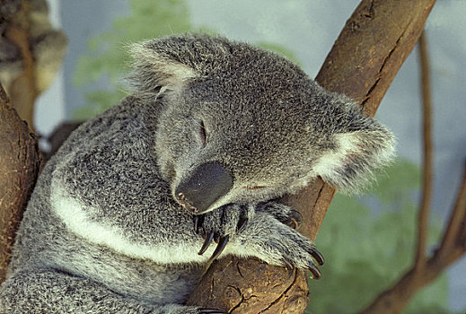 澳大利亚,树袋熊,睡觉
