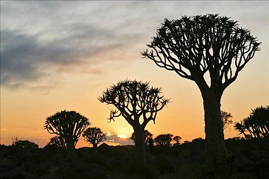 抖树,日落,农场,纳米比亚,非洲