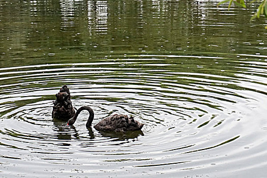 两只在池塘里戏嬉的黑天鹅