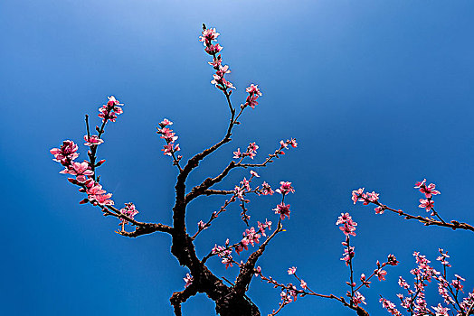 蓝天下盛开的桃花