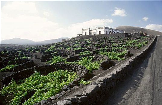 葡萄种植,富饶,火山,土地,兰索罗特岛