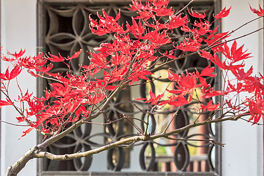 深秋时节中式园林建筑前红色枫叶