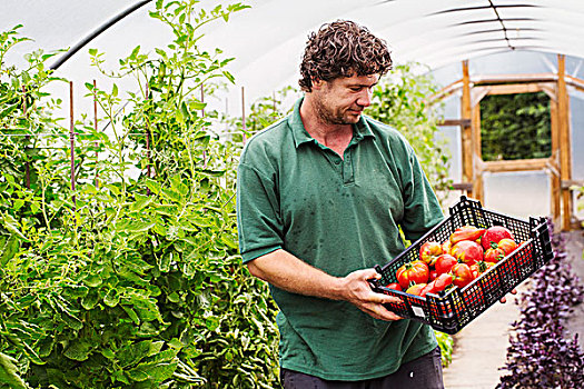 男性,园丁,拿着,板条箱,新鲜,西红柿