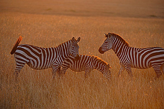 斑马,马,草,夜光,马赛马拉国家保护区,肯尼亚,非洲
