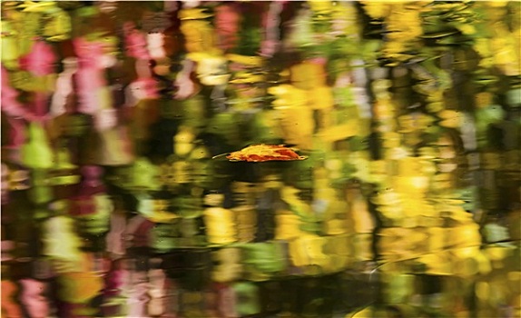 漂浮,秋叶,抽象,反射,秋色,河谷,靠近,华盛顿