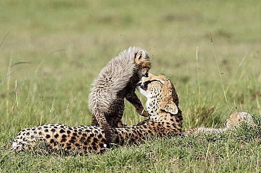 印度豹,猎豹,躺着,草,马赛马拉国家保护区,肯尼亚