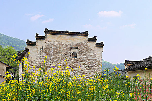 油菜花,安徽,歙县,石潭村