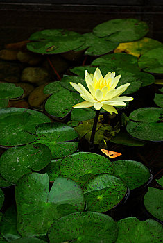 上海卢湾区海悦花园睡莲