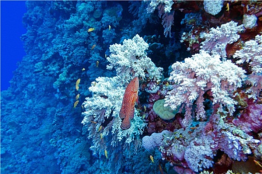 珊瑚礁,红色,异域风情,鱼,九棘鲈属,仰视,热带,海洋