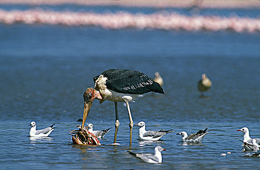 秃鹳,成年,捕食,纳库鲁湖,肯尼亚