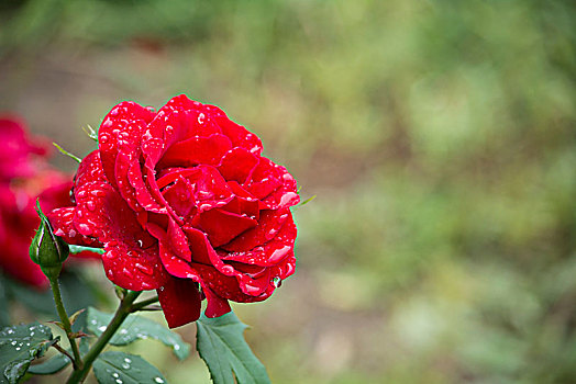 雨后鲜花盛开