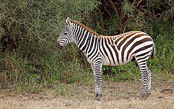平原斑马,马,斑马,安伯塞利国家公园,肯尼亚,非洲