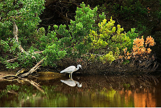 苍鹭,浅滩,威尔逊-普勒蒙特利国家公园,维多利亚,澳大利亚