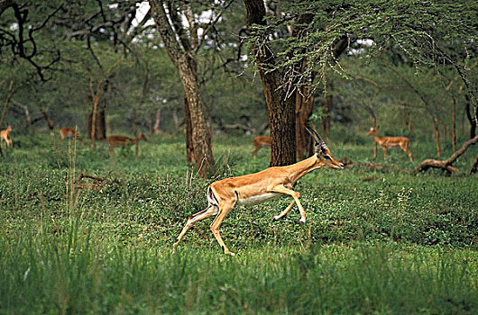 黑斑羚,雄性,跑,马赛马拉,公园,肯尼亚