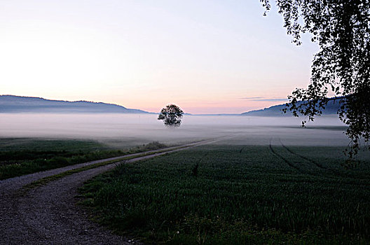 小,道路,草地,地点,雾,巴伐利亚,德国