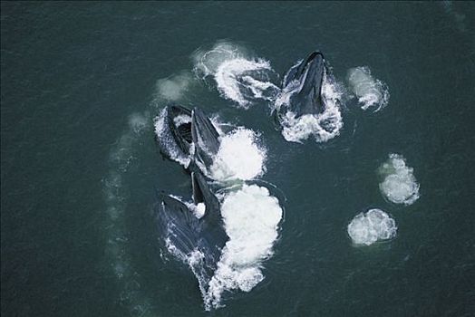 驼背鲸,大翅鲸属,鲸鱼,群,阿拉斯加