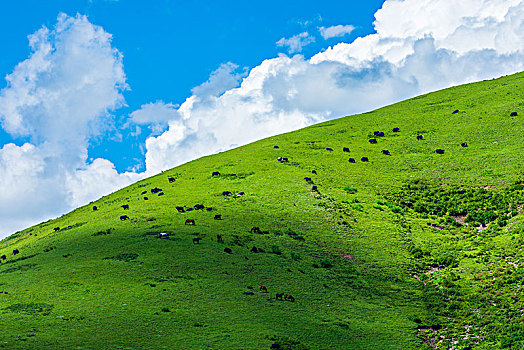 草原牧场山坡