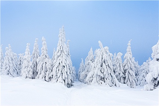 冬季风景,山,捷克共和国