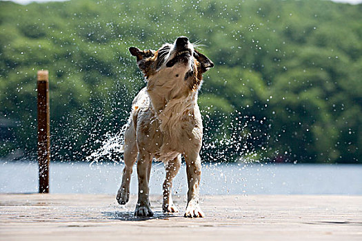 狗,抖动,水,毛皮,码头