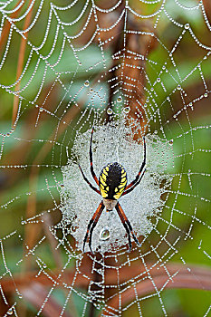 文字,蜘蛛,金蛛属,蜘蛛网,遮盖,露珠,安大略省,加拿大